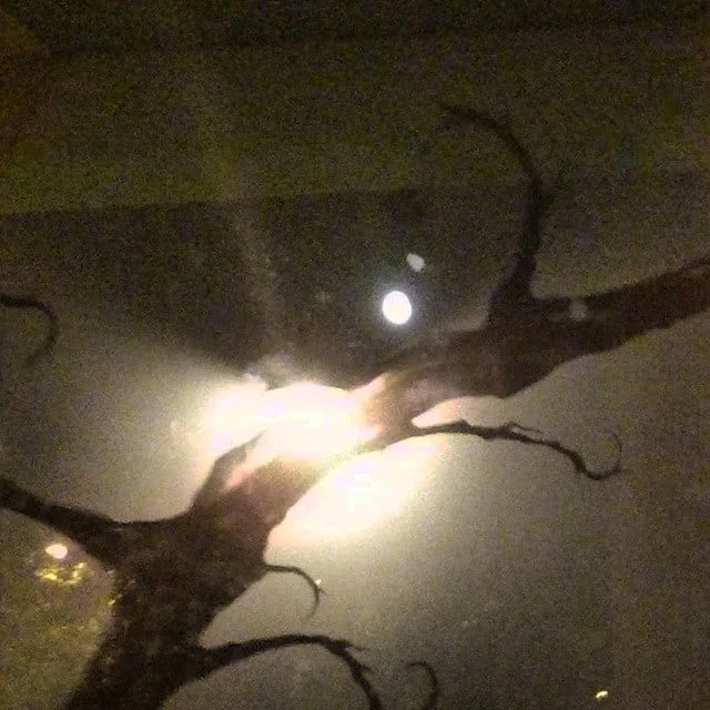 alberi lune Riflessi vetri from Instagram Polodegoma