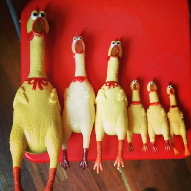 Phill the rubber chicken will never die pollodigomma rubberchicken pollo di gomma @phil_pollodigomma