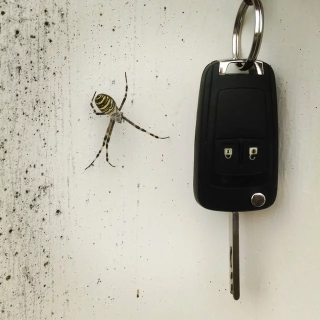 @mdestro do You like it? spider in pieveemanuele ragno porta guardagno