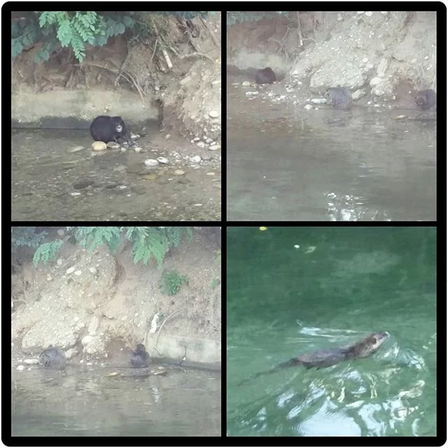 nutrie a milano navigliomartesana from Instagram Polodegoma