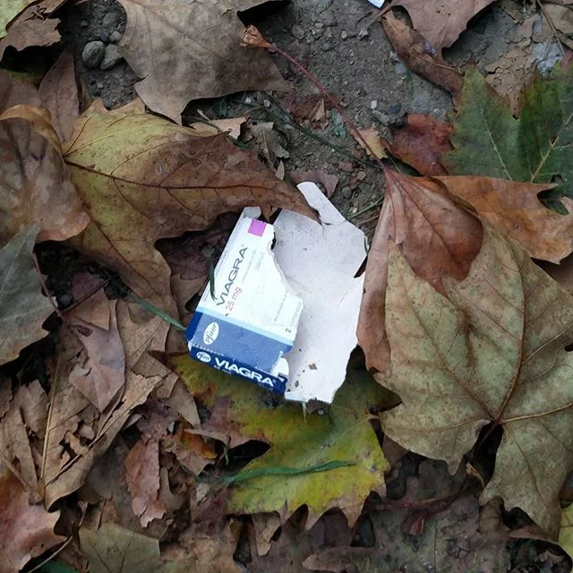 Natura morta e vita che non si vuole arrendere alla morte winteriscoming viagra foglie cadenti e piselli in caduta milano from Instagram Polodegoma