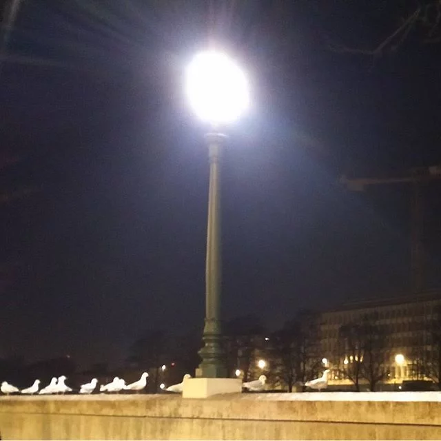 gabbiani veronesi sul lungadige from Instagram Polodegoma