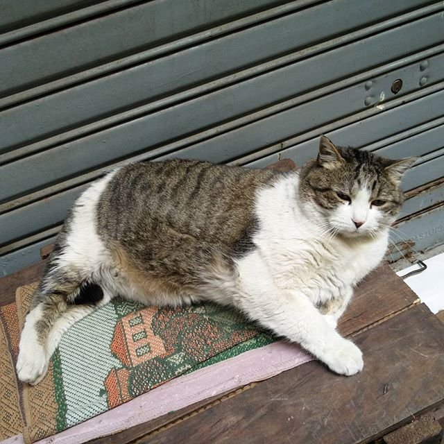 Il riposo delguerriero, gatto da combattimento di notevoli dimensioni, gli avversario li mangia chiaramente!Cat varcato fat gattociccione