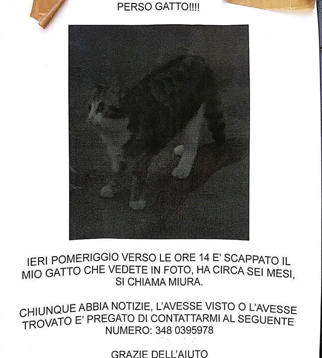 Da cinque giorni credo questo cartello vicino all&039;ufficio.Ma io mi chiedo… Come fai a perdere un gatto cinque giorni di fila sempre al pomeriggio?Scherzi a parte, ho due ipotesi:1 Il cartello è stato scritto così per errore, l&039;autore si è dimenticato di inserire una data.2 Lo ha fatto apposta perché se uno vede un cartello con una data di una settimana fa pensa che ormai il gatto sia stato ritrovato o sia definitivamente sparito.Io credo nella prima ipotesi ma spero nella seconda.Comunque se lo vedete in giro a Gallarate chiamate il numero pleasegattosmarrito cartellistrani lost Cat