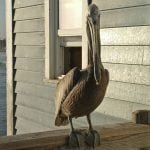 This is my spot!cormorano pier oceanside animal bite