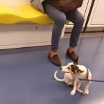 La metropolitana la sera è diversa.La mattina, in orario di punta, in direzione ufficio, è quasi impossibile vedere un animale: tutto lo spazio serve agli esseri umani, un cane intralcerebbe, verrebbe pestato dalla gente che si fionda dentro, sarebbe guardato male perché occupa spazio prezioso e con lui il padrone.La sera no, la sera può sedersi, girare, familiarizzare con gli altri viaggiatori notturni che quasi sicuramente gli allungheranno anche una carezza.La sera la metro è sua, ed è piena di odori e di residui di via.E la gente della notte è spesso migliore della gente di giorno, anche a Milano.metro lineagialla vitadapendolare vitadametro milan Milano metropolitana cane dog