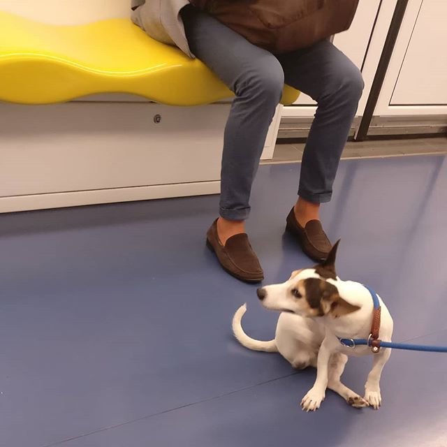 La metropolitana la sera è diversa.La mattina, in orario di punta, in direzione ufficio, è quasi impossibile vedere un animale: tutto lo spazio serve agli esseri umani, un cane intralcerebbe, verrebbe pestato dalla gente che si fionda dentro, sarebbe guardato male perché occupa spazio prezioso e con lui il padrone.La sera no, la sera può sedersi, girare, familiarizzare con gli altri viaggiatori notturni che quasi sicuramente gli allungheranno anche una carezza.La sera la metro è sua, ed è piena di odori e di residui di via.E la gente della notte è spesso migliore della gente di giorno, anche a Milano.metro lineagialla vitadapendolare vitadametro milan Milano metropolitana cane dog