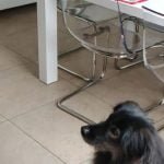 Il cane e la mela.megan food apple dog office slowmotion ilovefood cane oneplus