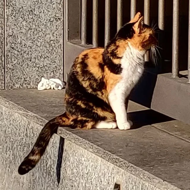 Mi chiamano Agrado perché per tutta la vita ho sempre cercato di rendere la vita gradevole agli altri… oltre che gradevole sono molto autentica.Guardate che corpo… tutto su misura. Occhi a mandorla 80 mila. Naso, 200 buttateli tutti perché l'anno dopo me l'hanno ridotto cosi con una altra bastonata. Tette, due, perché non sono mica un mostro, però le ho già super ammortizzate. Silicone.. naso,fronte, zigomi, fianchi e culo. Un litro sta sulle 100 mila, perciò fate voi il conto perché io già l'ho perso. Limatura della mandibola 75 mila. Depilazione definitiva col laser, perché le donne vengono dalle scimmie quanto l'uomo, sino a 4 sedute, però se balli il flamenco ce ne vogliono di più è chiaro. Quello che stavo dicendo è che costa molto essere autentica signora mia… e in questo non bisogna essere tirchie, perché una più è autentica quanto più somiglia all'idea che ha sognato di se stessa.dal film "Tutto su mia madre" di Pedro Almodovar